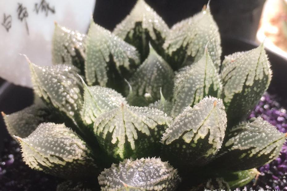 别嫌万象盆丑，其实拿来种多肉很实用，我好些多肉都是用它栽种的