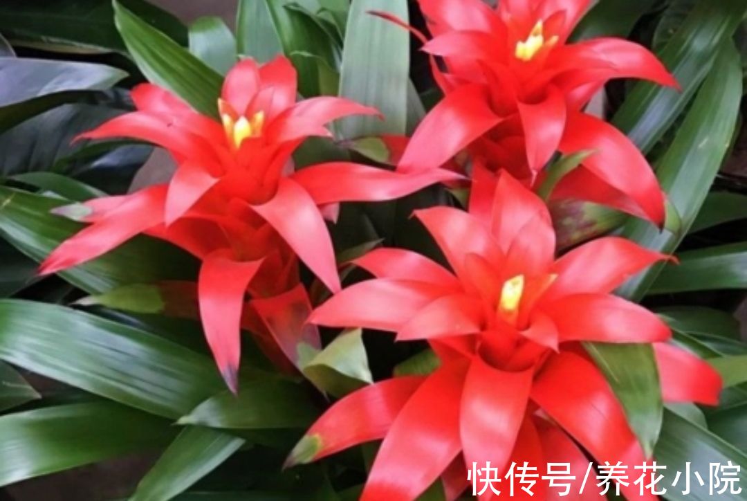 植株|6种“喜阴花”，家里没有阳光也能养，光照太强容易黄叶