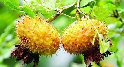 薏米|女性想肌肤好，多吃的食物，促进消化，肌肤细腻，越吃越好