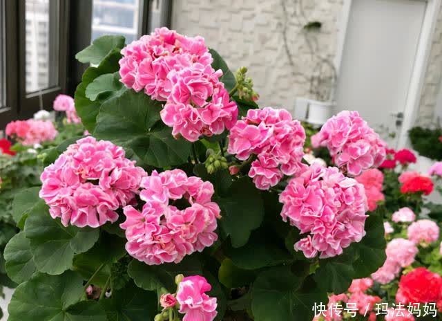 养天竺葵有“三喜三怕”,新手做好了,叶子油绿,花开不断