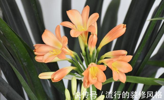 君子兰有3个症状,及时处理,否则花期不开花