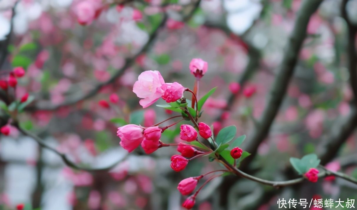 阳春三月，花开花谢皆美景的杭州花圃火了，秀丽景色迷人