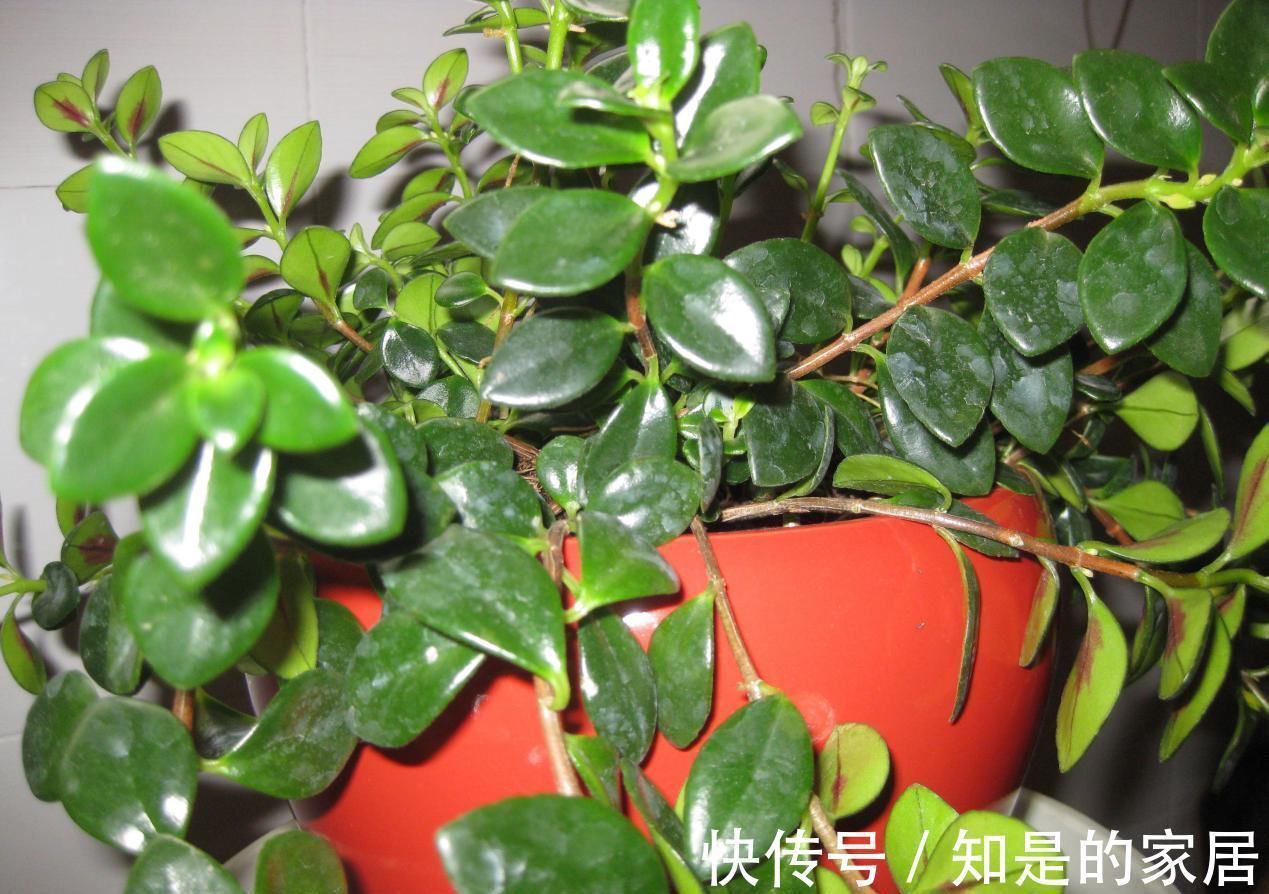 浇水|适合新手小白养的“吊兰花”,盆栽注意6点,花艳叶绿,长得好