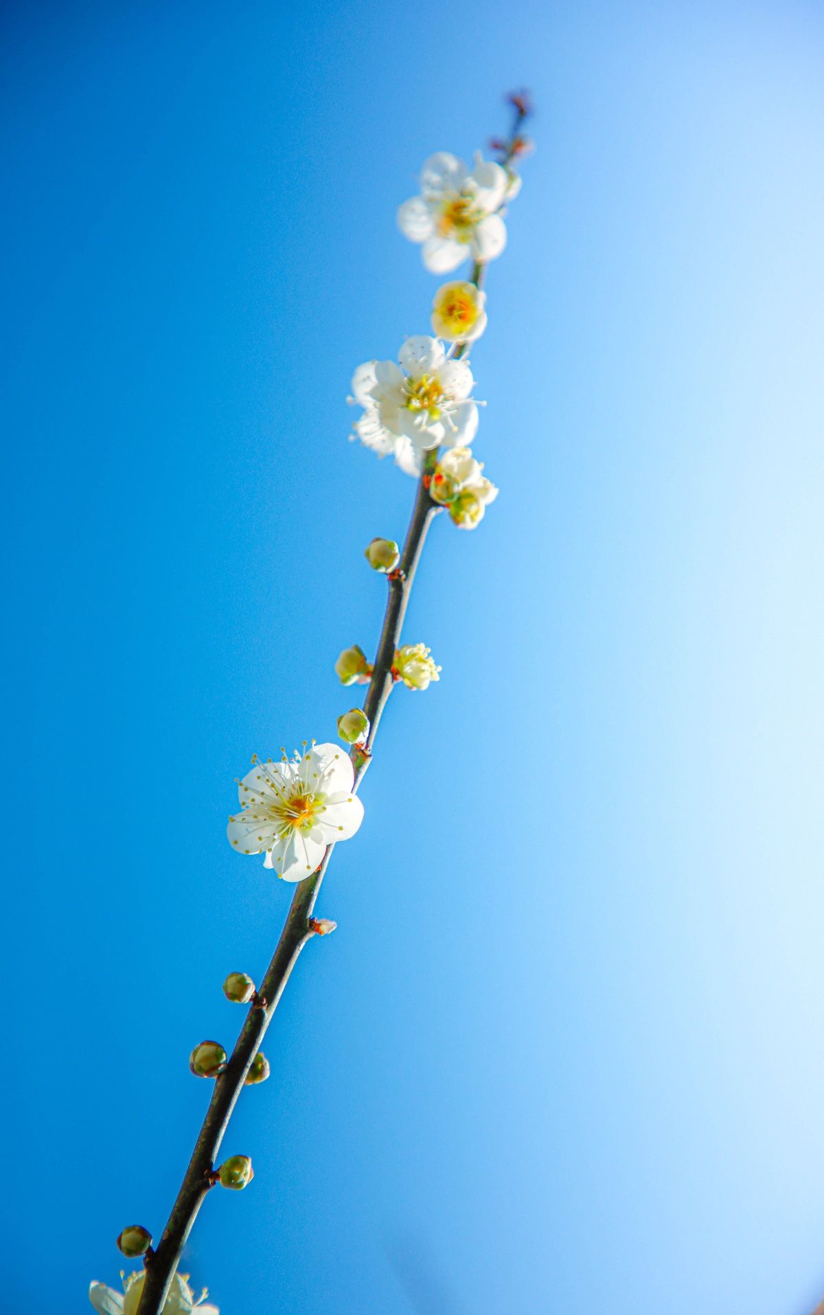 百花|每日一景｜婺源梦里老家，惊鸿一现百花开