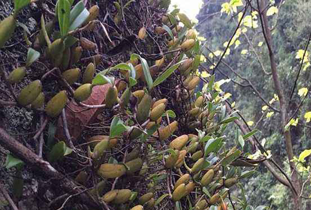 野果|石头上生长的野果,100元一斤可用来煲汤,野外遇到就赚到了