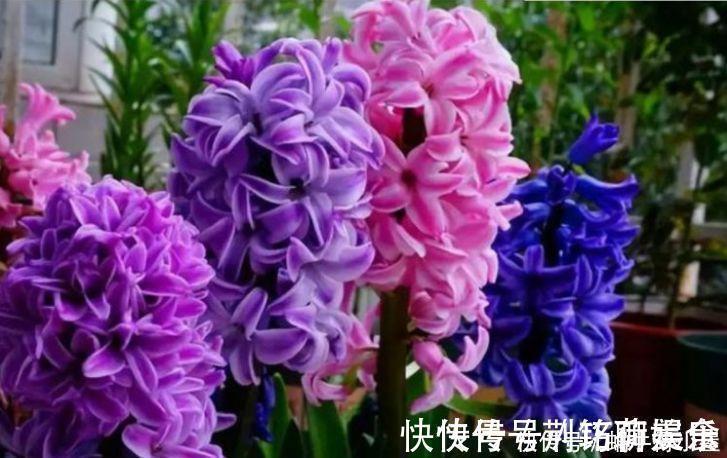 夏天就养4种花,好养易活,开花多,开花200天,家里开成花海!