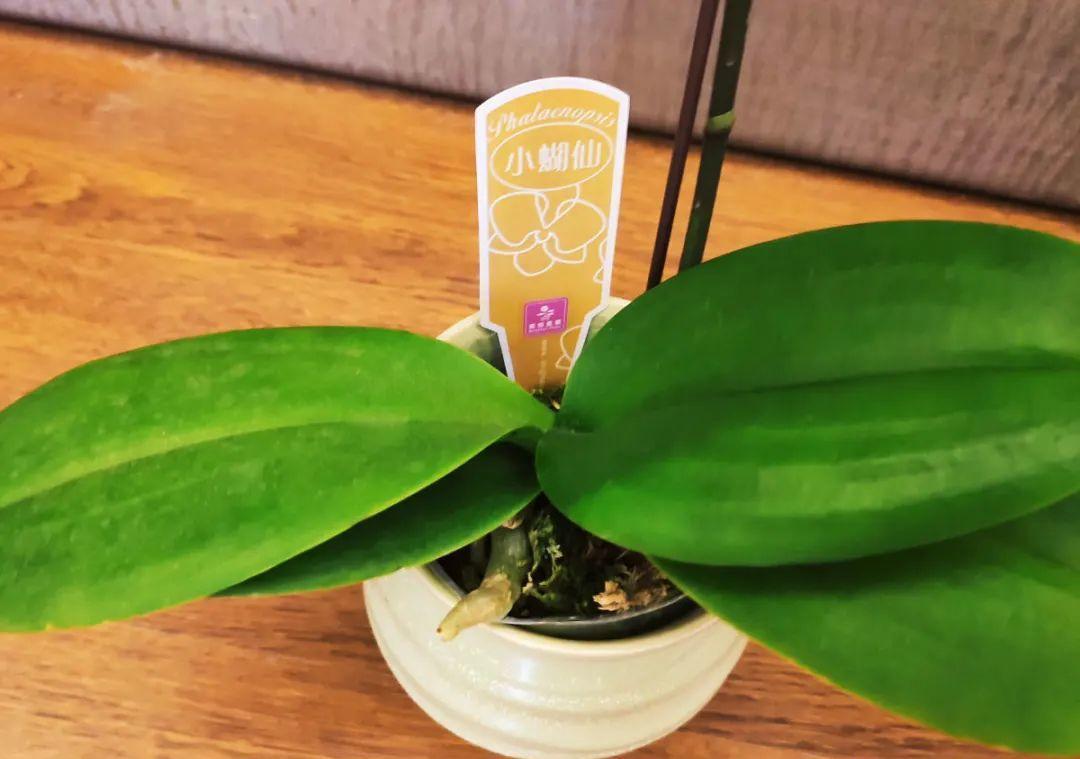 最小的盆,养最牛的花,还能开爆盆,真牛!