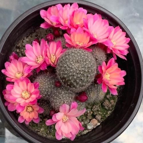 没有景天科多肉的阳台照样很惊艳，摆满仙人球和十二卷，百看不厌