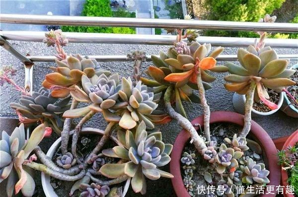 将多肉养成老桩有何难跟着我4步操作,快速养成瀑布型老桩!
