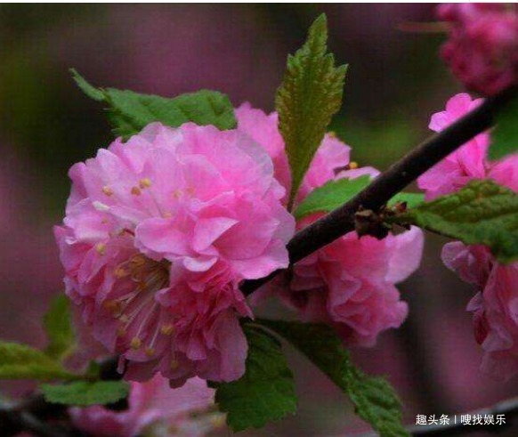 此花花繁如云,盛开时满树缀花犹如一片红霞,给人以赏心悦目之感