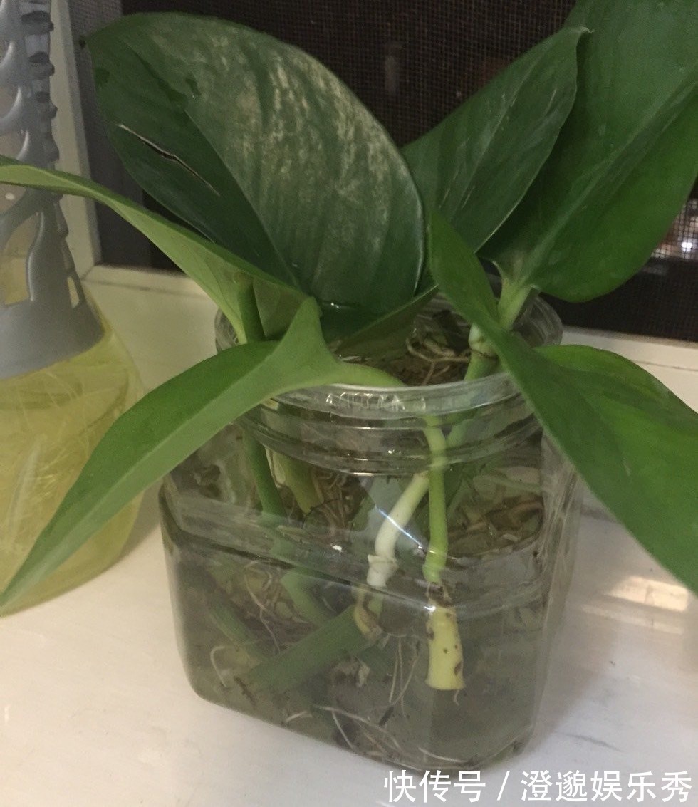 清新|家里有不用的瓶子，拿来水培3种绿植，简单好养清新漂亮