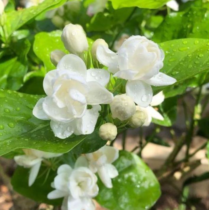家养这5款花卉,花大色艳胜牡丹,开花一茬又一茬,轻松打造小花