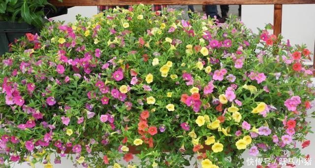 烂根|家居养花往花盆加这东西,再也不会烂根黄叶,很容易爆盆