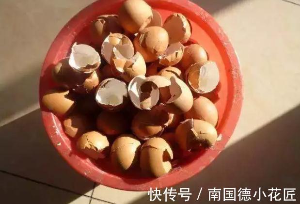 养花|鸡蛋壳养花效果到底是怎么样,你了解过嘛