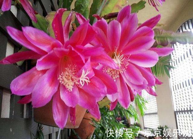 一盆仙人掌,开出大荷花,一盆开60朵,谁见谁爱它