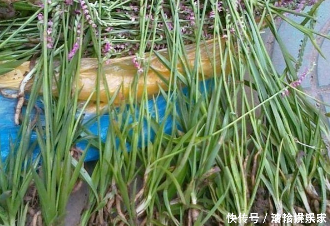 遇見(jiàn)|此物植物叫“參”卻不是人參,價(jià)值珍貴,遇見(jiàn)莫忽視