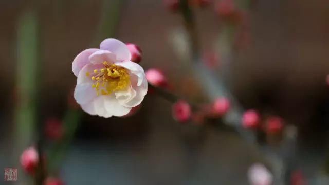 俏就要争春！春节赏花，看这里！