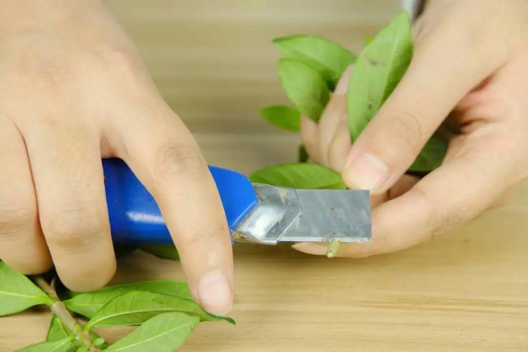 1个塑料瓶，居然有8种养花方法，省钱又好用！