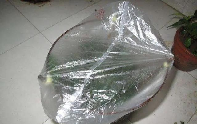 长春花|5种花,趁现在“赶紧扦插”,生根快,长得快,一个月就开花