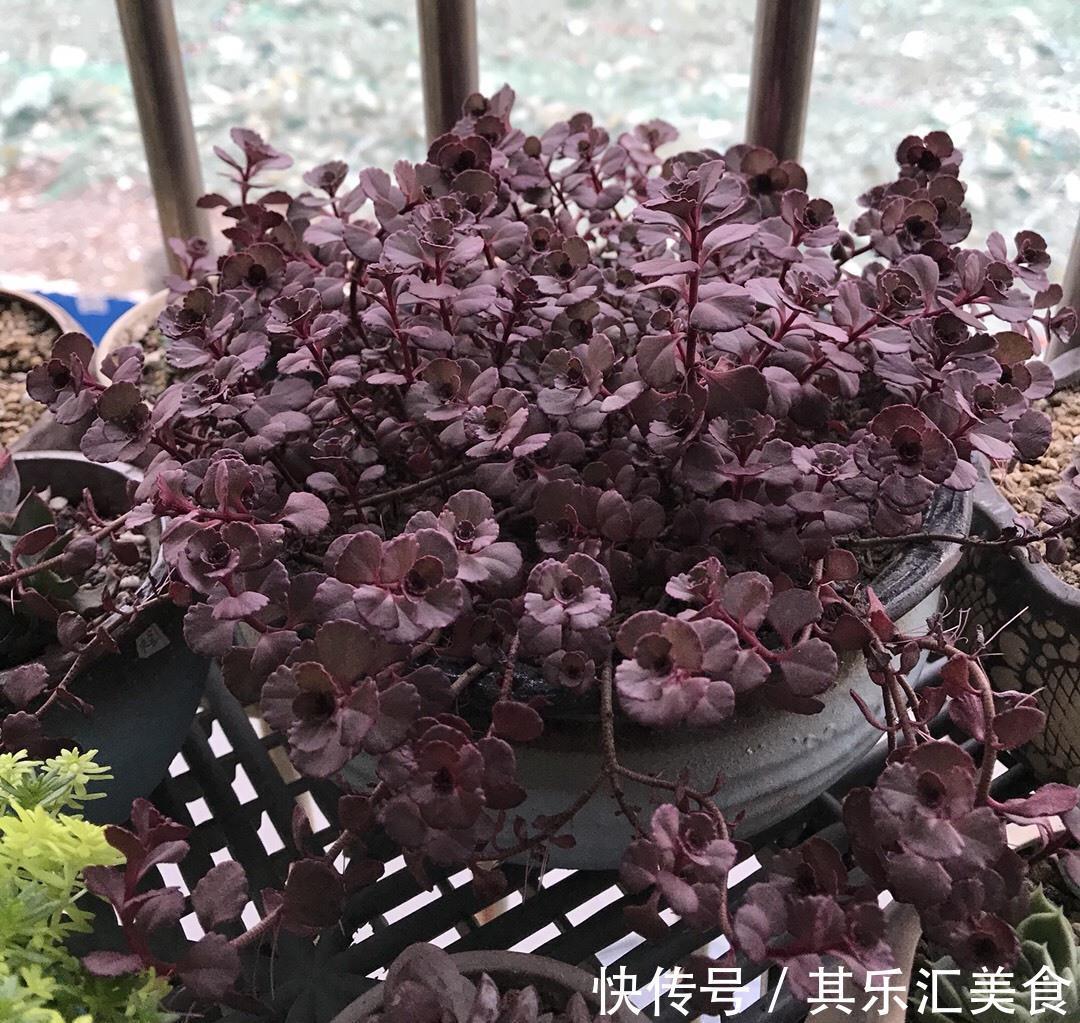 这“三多肉”不怕冻,越冷越美出状态,零下30℃也能缀满一大盆