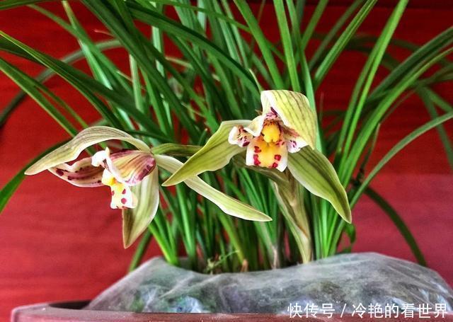 哪种兰花香，怎样才能买到比较香的兰花？3点建议，选到香兰不难