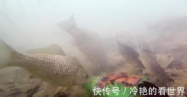 为什么野钓鲫鱼不建议浮钓?看完这几条理由,你就明白了