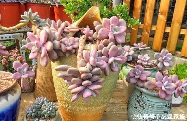 杜鹃|这6种花,记住晚上冻,白天晒,开花特别快!