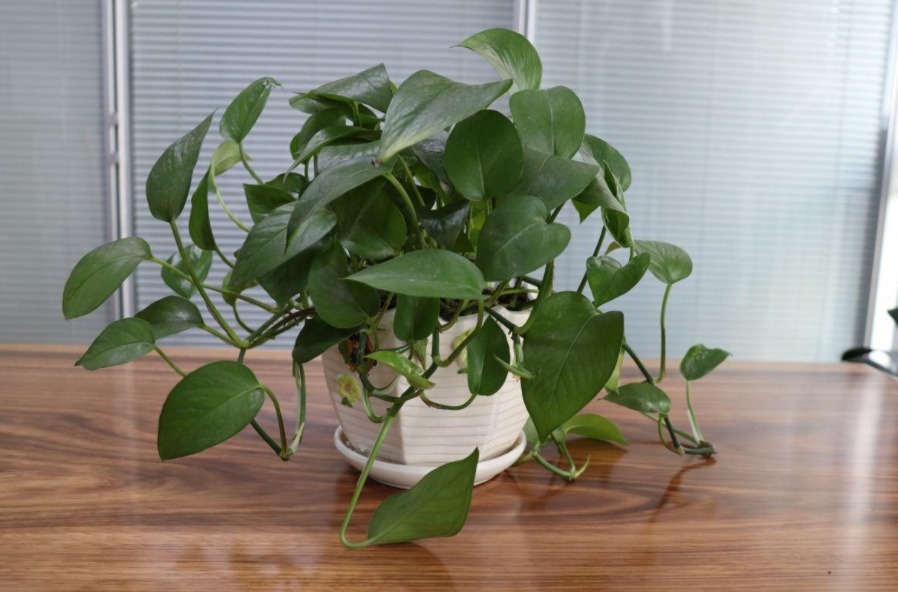 金边吊兰|室内盆栽植物,选花卉不如养绿植,这4款堪称一绝