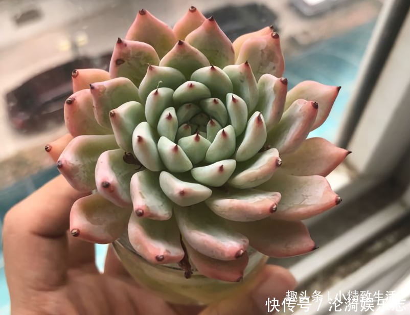 多肉|不喜水的多肉，却可以水培2种操作方法，肉肉照样出状态