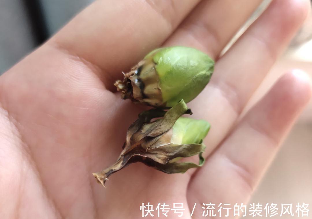 黄叶|养花“黑名单”实在太难养，心累