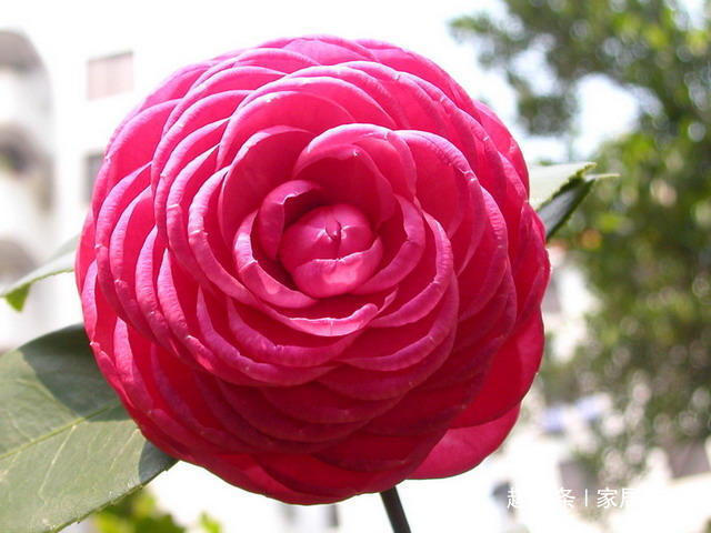 新买的茶花，用这“4种”方法养护，存活率高，长得越来越“旺”