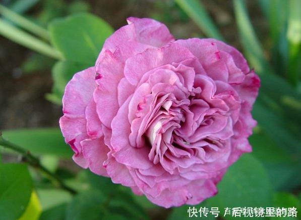 20款紫色月季品种。浓香、抗病非常好养,天然紫色唯美盛开