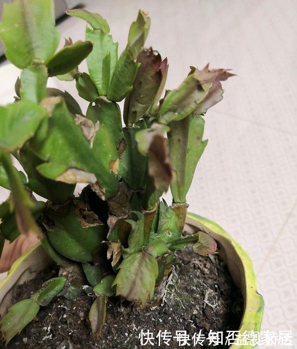 浇水|蟹爪兰“半死不活”蔫蔫的？3个技巧，叶片杠杠厚，冬天又开花