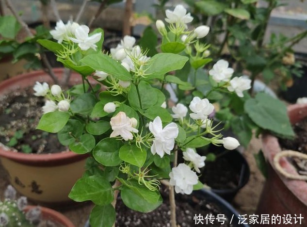茉莉有“三怕”,入春顺着习性养,催出一圈苞,清香宜人大半年