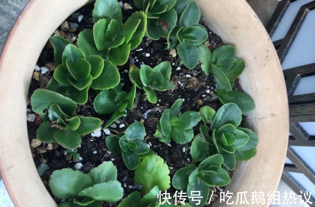 种花|9种花，夏天休眠了，一定少浇水，否则越浇越死