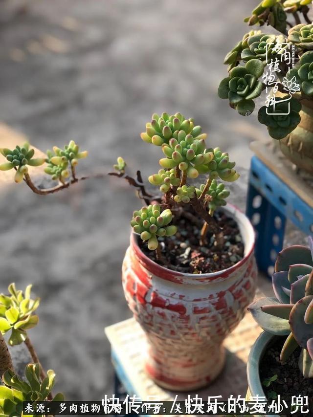 多肉,一位来自神奇大自然的良师益友!