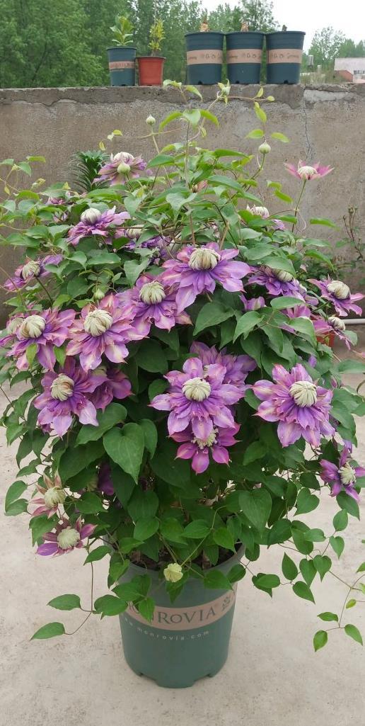 零下20度“装死”的这些花，个个“真汉子”，来年春天的爆花王