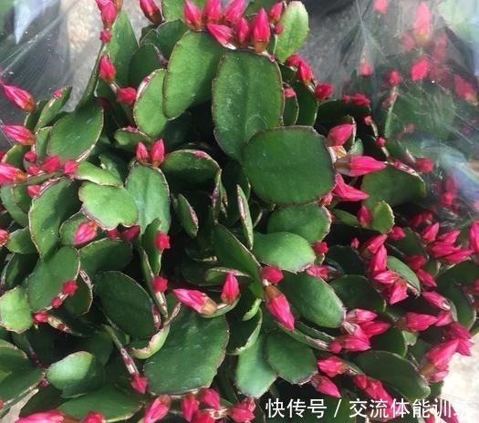 蟹爪兰养起来真省事，来点药水肥，花色明亮叶绿如油！