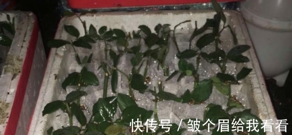 扔掉泡沫箱会污染环境?不如就拿来养花,实用、省钱、用途多