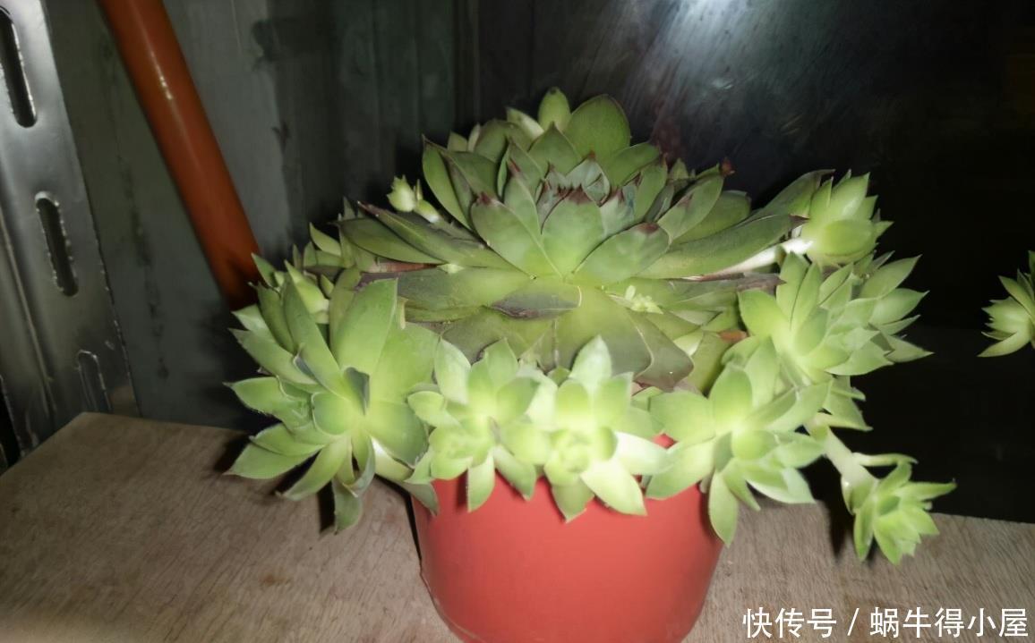 花草缺肥，不用特意找肥料了，拿这“废水”浇花，一举两得