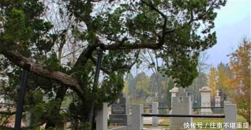 规矩|古代盗墓有条不成文的规矩看到墓前有此树,盗墓贼头都不回就走!