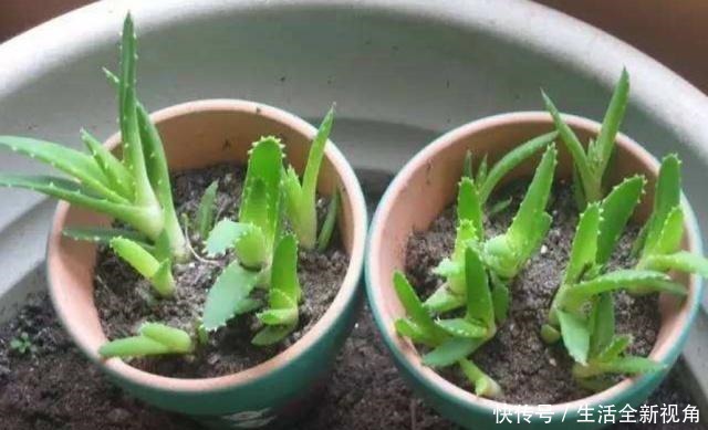 家中养芦荟,做好这“3点”后,新芽蹭蹭往外冒,叶子爆盆观赏强!