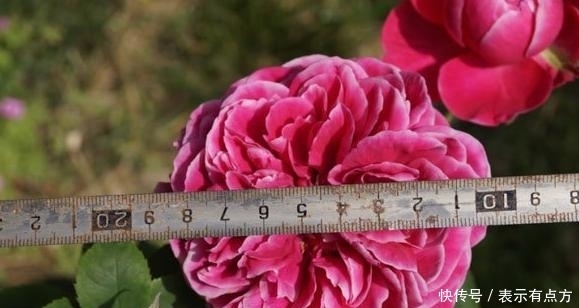 佳品|最艳的月季花品种,超级勤花,味道极香,抗病性很强,是盆栽佳品