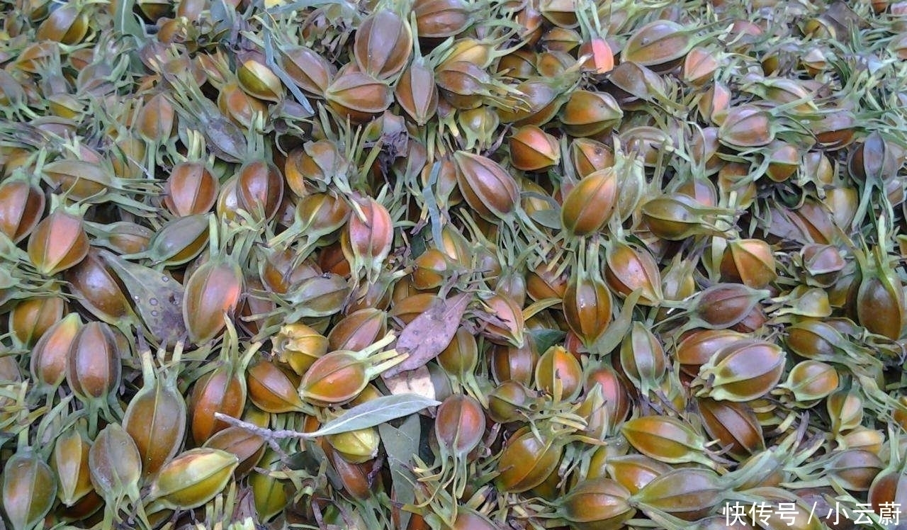 看上去特别|长得满树都是,摘完继续长,多到无人问津