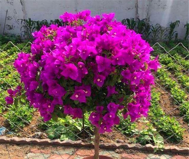 枝繁叶茂|三角梅有“4怕”,难怪枝繁叶茂不开花,学会了花朵多得压弯枝头