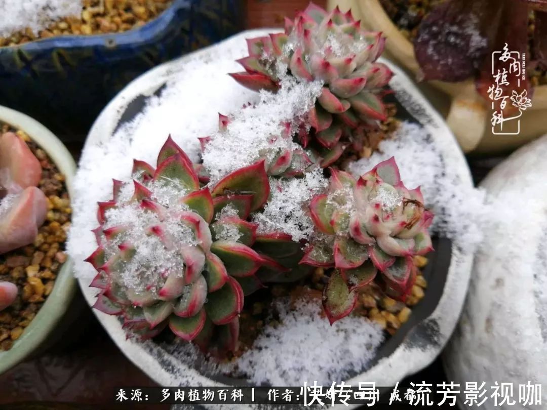 多肉|人生有时候就像多肉,不是不出彩,只是经历的时光还不够!