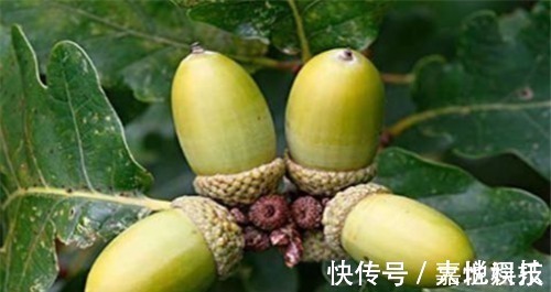 养颜|女性不想成黄脸婆,多吃4种食物,排毒养颜、皮肤红润气色好