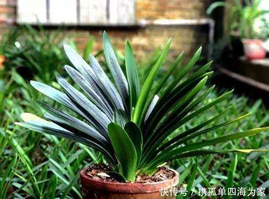 君子兰，不长叶子，不开花用上1个狠招，俩月花箭窜出来