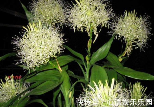 富贵竹|有钱人爱养的3种花,好看又聚财,难怪越来越有钱