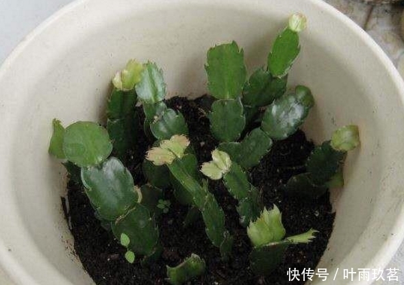 保湿|很好养的6种花草,扦插生根快,花儿开成团,漂亮易养活
